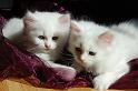 Nalle und Nanook